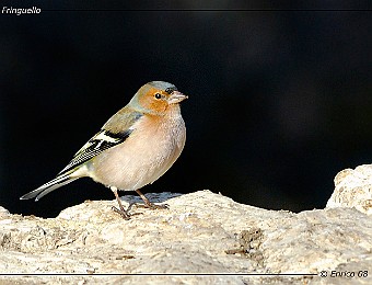 Animali 209